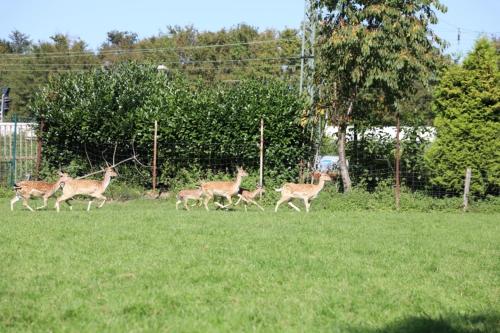 a group of deer running in a field at Appartment 25 - Hotel Weilerhof in Dormagen