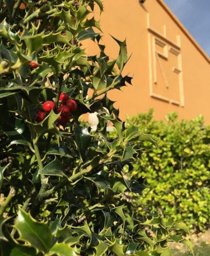 a tree with red berries on it in front of a building at El cerro de cabañeros in Retuerta de Bullaque