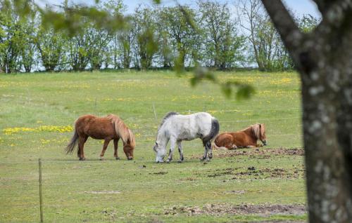 a group of horses grazing in a field at 2 Bedroom Beautiful Apartment In Kolind in Kolind
