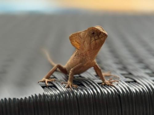 a small lizard sitting on top of a table at All Private Villa, Pool, HOT Jacuzzi, Magic Jungle Garden, Cocles Beach in Cocles