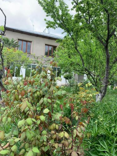 a garden filled with lots of plants and trees at Hotel Villa DavidL in Sagarejo