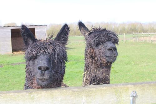two black llamas standing behind a wooden fence at The Hamlet in Warrington