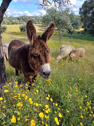 un burro está parado en un campo de flores en Monte da Fonte Santa de São Luís, en Castelo Branco