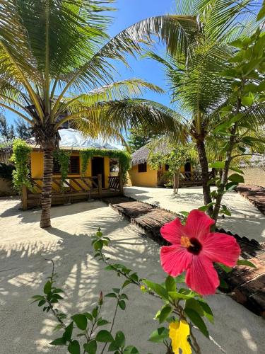 a pink flower in front of a house with palm trees at Pousada Vento do Kite in Barra Grande