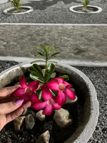 una persona che tiene un fiore rosa in una pentola di Fdl espaço gourmet a Barra de Camaratuba