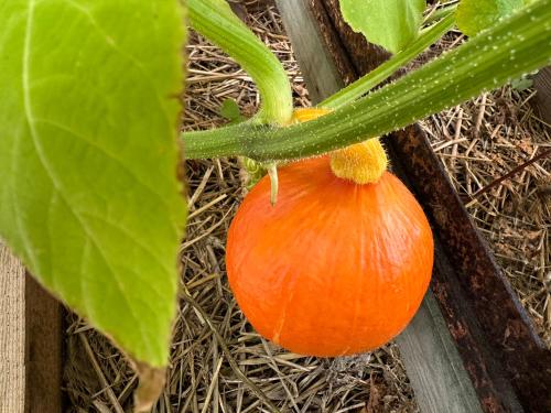 an orange pumpkin hanging from a plant at Fewo Horst_ grün. in Elmenhorst