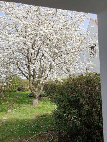 a tree with white flowers on it in a field at Pension Weitblick in Stehla