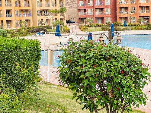 艾因蘇赫納的住宿－Porto Sokhna Water Front Resort，一座带游泳池的建筑前的灌木丛