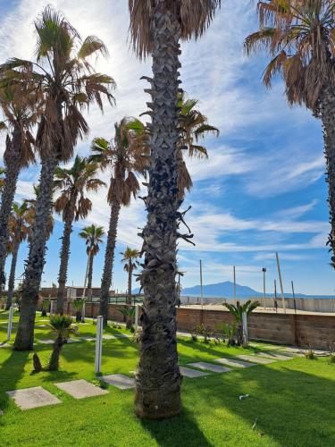 una palmera en un parque con palmeras en Luxury Resort, en Licola