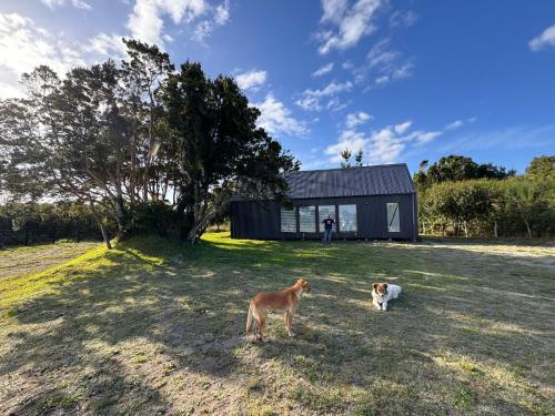 two dogs standing in a field in front of a house at Cabañas Casatur para 6 personas en Ancud Chiloe in Ancud