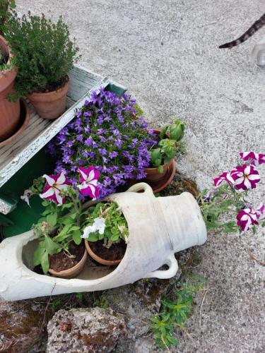 un grupo de flores en una maceta en el suelo en Il casale di Pino e Rita, en Subiaco