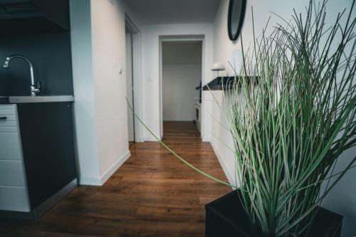 Fotografie z fotogalerie ubytování Apartmani Raguž, Ivankovo v destinaci Ivankovo