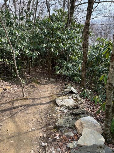 a dirt trail in a forest with trees and rocks at High Country-The Well House in Blowing Rock