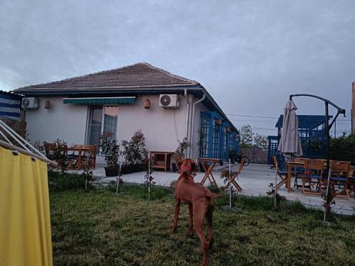 a dog standing in the grass in front of a house at VadooInn in Vadu