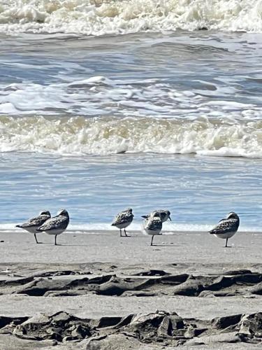 a group of birds standing on the beach at Sunrise Grigoleti in Grigoleti