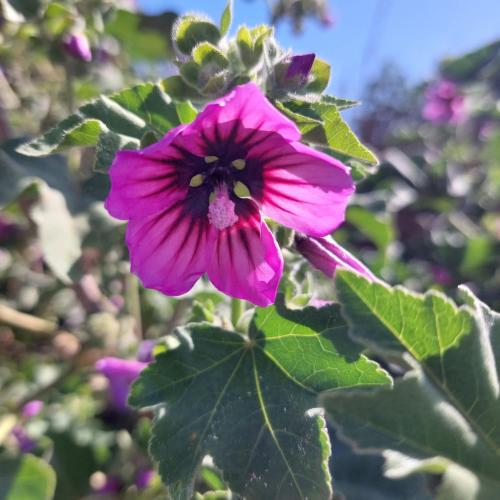 a purple flower on a plant with green leaves at La Malva in Ostia Antica