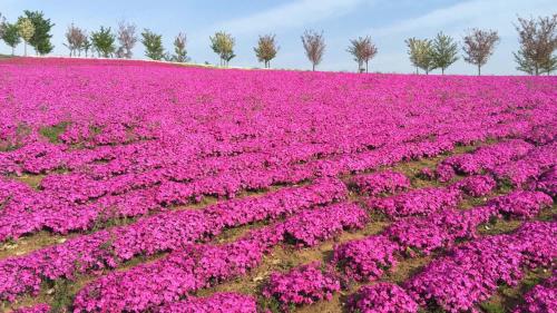 Giardino di Toyoko Inn Gumma Ota eki Minami guchi