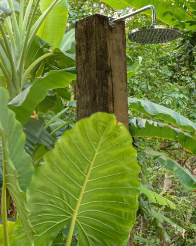 a large green leaf next to a tree stump at Vista Verde Surf & Studios - jungle View in Carmen