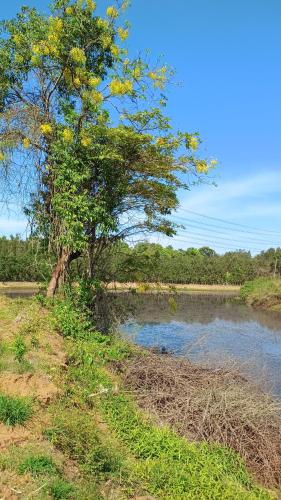 a tree next to a body of water at Aksha Homestay in Sakleshpur