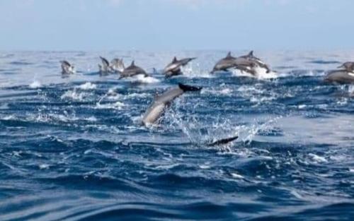a group of dolphins swimming in the water at Majestic Beach Retreat in Kalpitiya