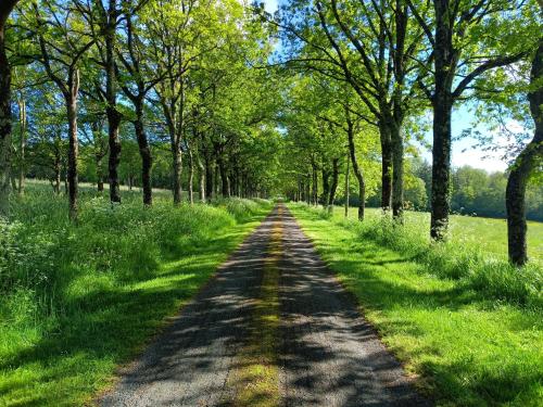 un chemin de terre avec des arbres de chaque côté dans l'établissement COTTAGE, à La Chapelle-Bâton
