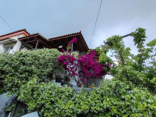 Κήπος έξω από το ELVAJO Apartment