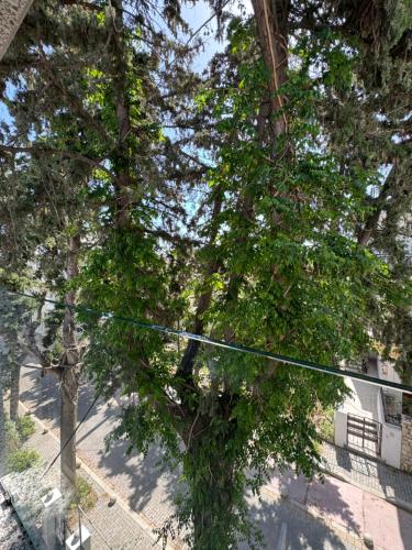 an overhead view of a tree in front of a house at Catherine Hotel in Kos Town