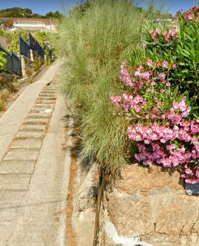 un bouquet de fleurs roses dans un jardin dans l'établissement La Bastide, à Vallauris