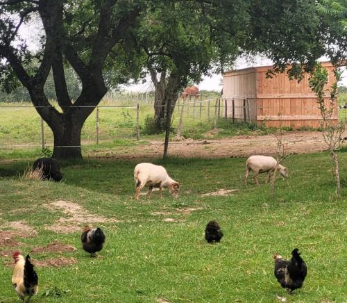 un grupo de ovejas y pollos pastando en un campo en pey sud gaua, en Sistels