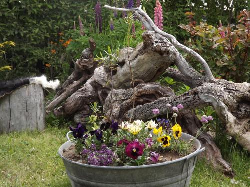 a bucket filled with flowers in a garden at Kiritina´s House Homestay in El Calafate