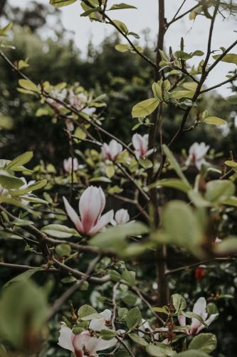 a group of pink flowers on a tree at Vibrant Dual Retreat Vagabond s Rest Rose Gold Hideaway in Kings Park