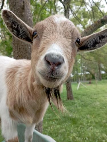 a brown goat standing in a field with grass in its mouth at Le Petit Moulin Tournesol BnB in Sainte-Soline