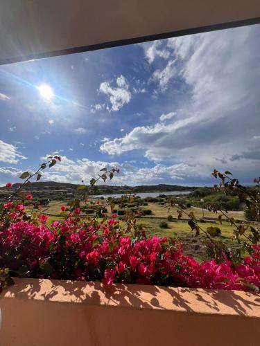 a window view of a field with pink flowers at Residenze Coda Cavallo in San Teodoro