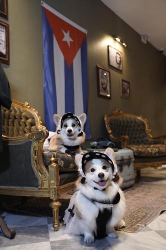 two dogs dressed up in costumes sitting on a bed at The Quba Boutique Hotel Pattaya in Pattaya Central