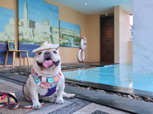 a dog wearing a hat sitting next to a swimming pool at The Quba Boutique Hotel Pattaya in Pattaya Central