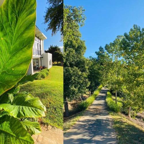 two pictures of a tree lined road next to a house at Elgin Views Annex in Ouda Brug
