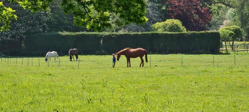 three horses grazing in a field of grass at Park Farm Holidays Glamping in Lyndhurst