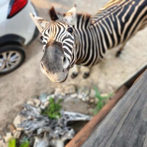 a zebra is standing next to a car at Amare Cabin in the bush with all your needs! in Marloth Park