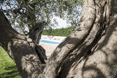 a close up of the trunk of a tree next to a pool at Masseria Gravelle in Turi