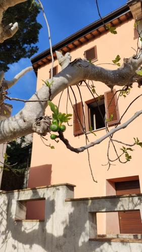 a branch of a tree with a building in the background at La Rocca di Gagliole in Gagliole