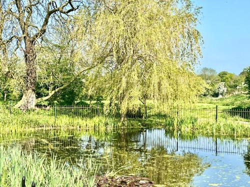 a tree hanging over a pond in a field at Oak Grange holiday cottage in Hoxne