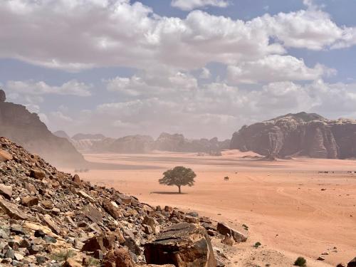 a tree in the middle of a desert with mountains at Bedouin lifestyle in Wadi Rum