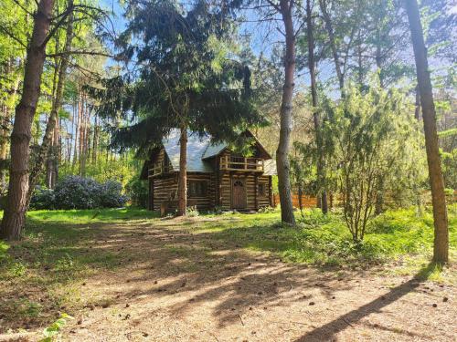 uma velha cabana de madeira na floresta com árvores em Domek w lesie Dzwonkarnia 