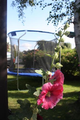 a pink flower in front of a swing at Us nige Wark - Familienfreundliches Haus an der Nordsee in Spieka-Neufeld