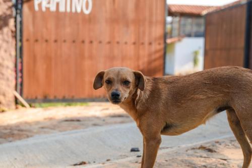 Mascotas con sus dueños en Casa Primitivo