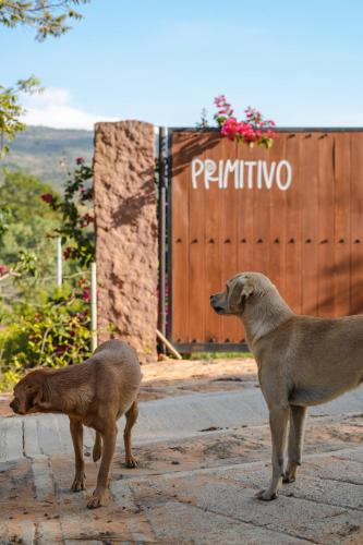 Mascotas con sus dueños en Casa Primitivo