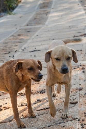 Mascotas con sus dueños en Casa Primitivo