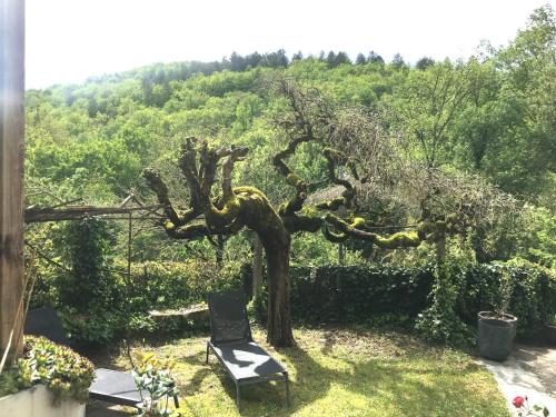 a tree with a chair in a garden at Les Chambres du Prieuré in Saint-Vincent-Rive-dʼOlt