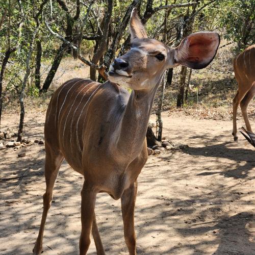 a gazelle standing on a dirt road at Amare Cabin in the bush with all your needs! in Marloth Park
