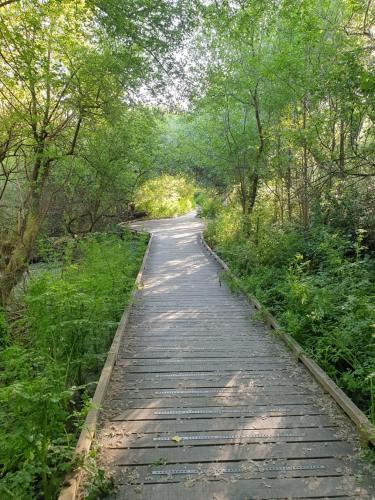 a wooden path through a forest with trees at Maison de vacances à Sarzeau à 5 min de la plage à pieds in Sarzeau